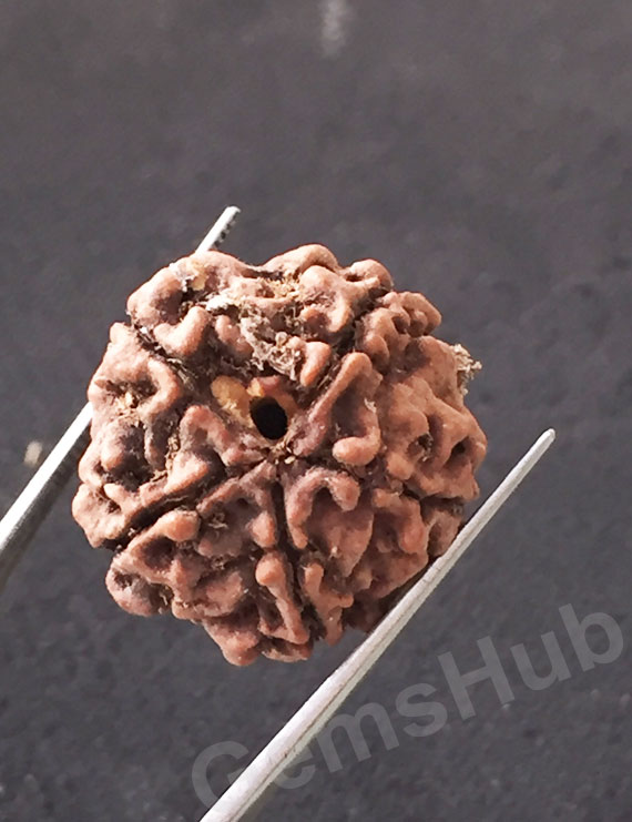 5 Mukhi Natural Certified Rudraksha Size- 22 mm Premium